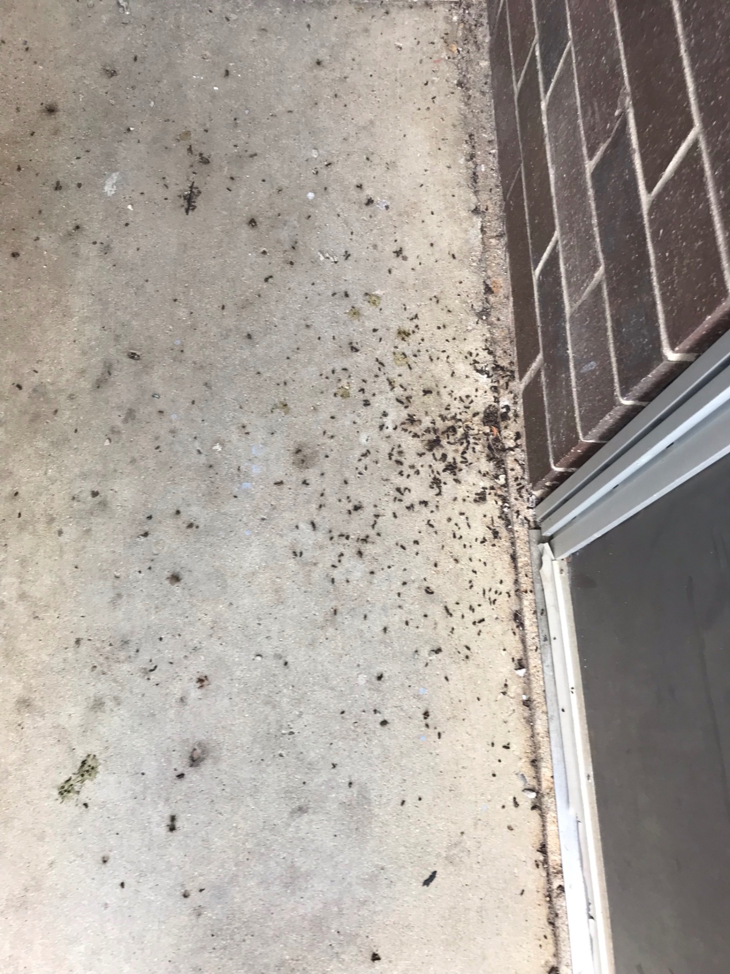Bat droppings scattered on concrete along an exterior wall