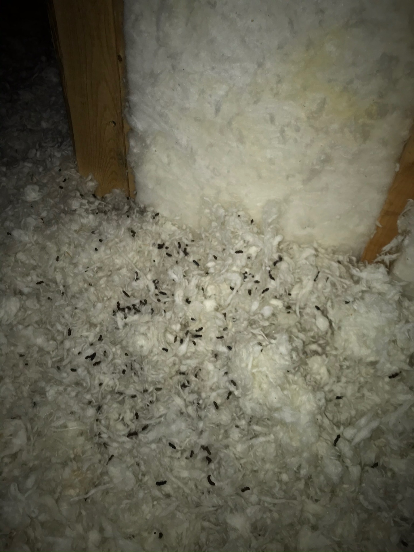 Bat droppings scattered across attic insulation