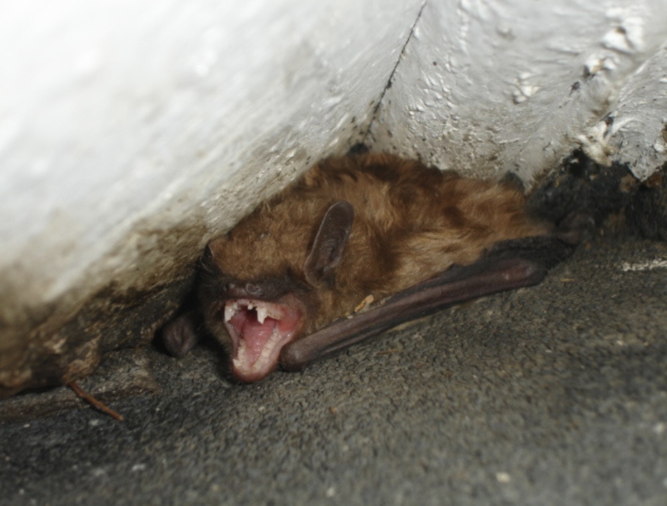 Bat tucked under a roof eave on an Alaska building