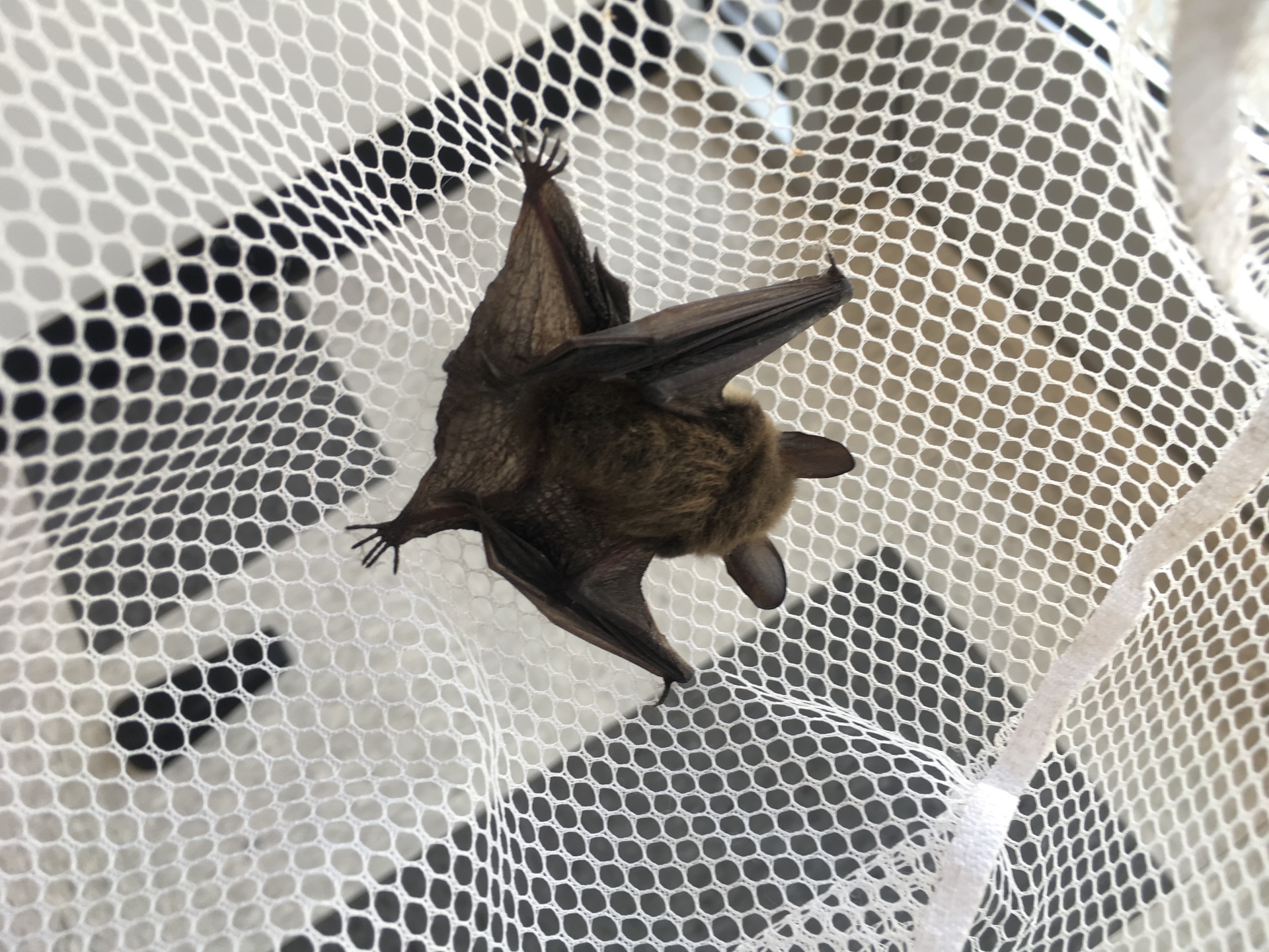 Little brown bat captured in a hand net