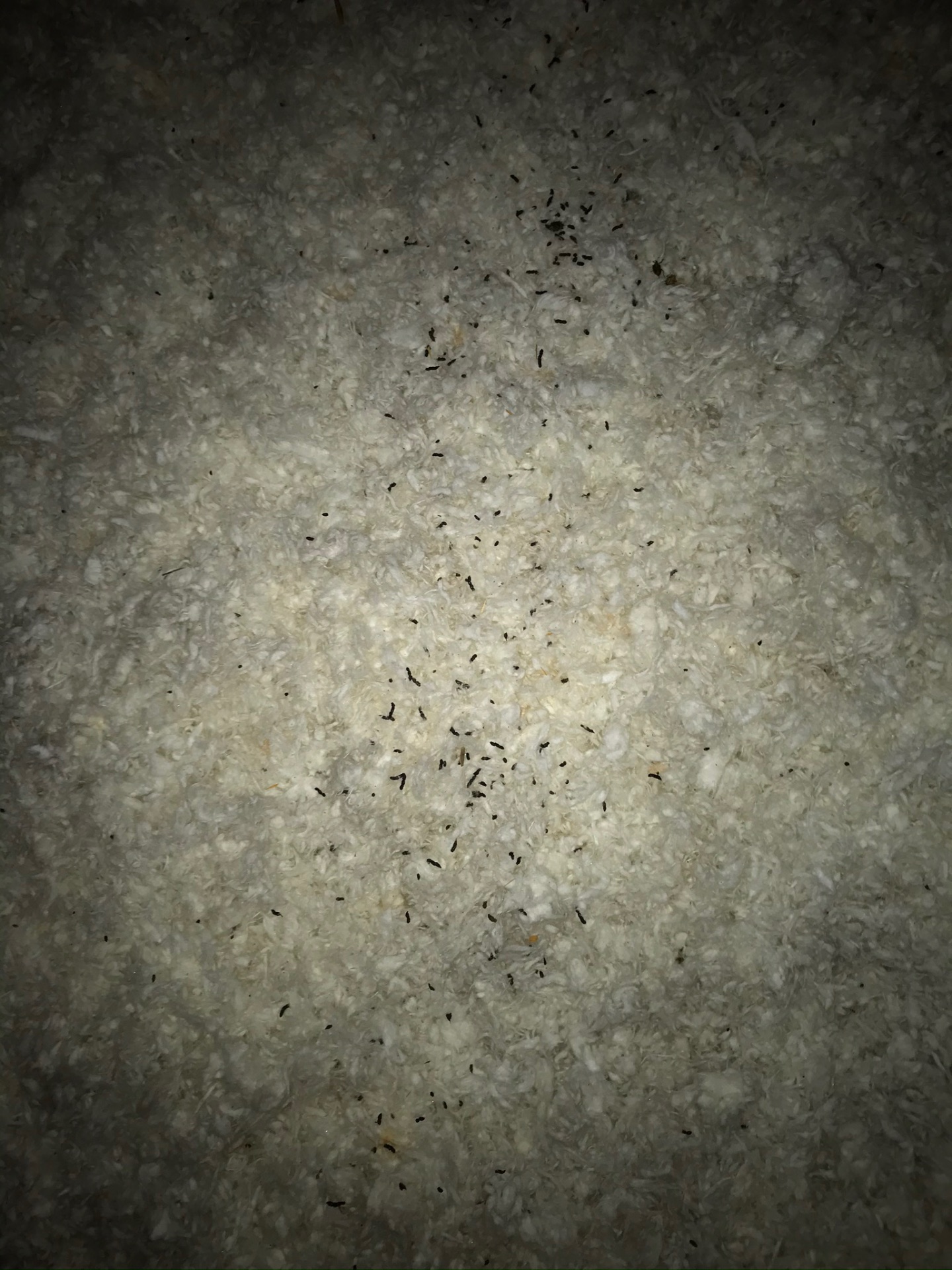 Bat droppings across pale blown-in attic insulation