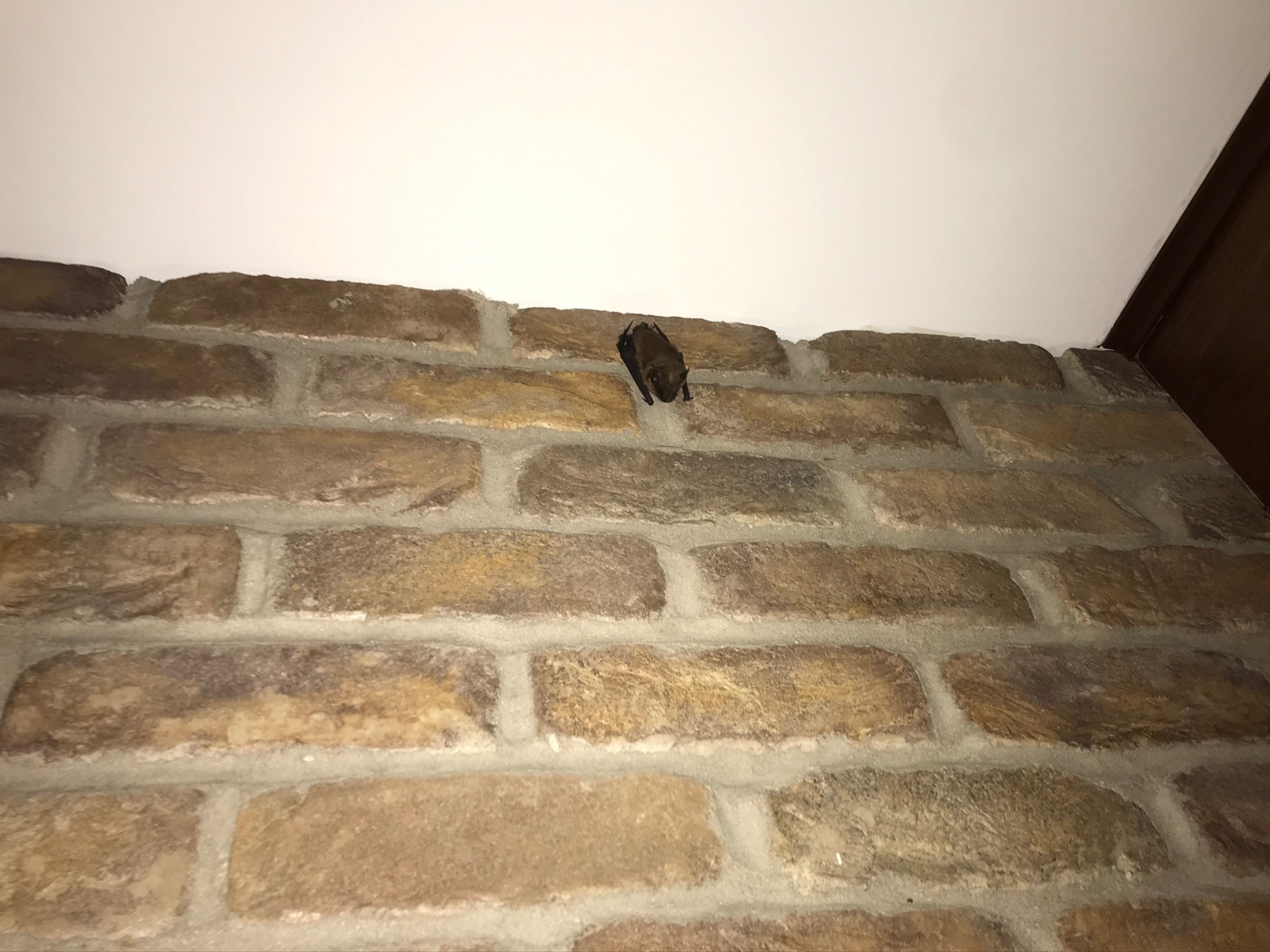 Bat clinging to an interior brick wall inside a home