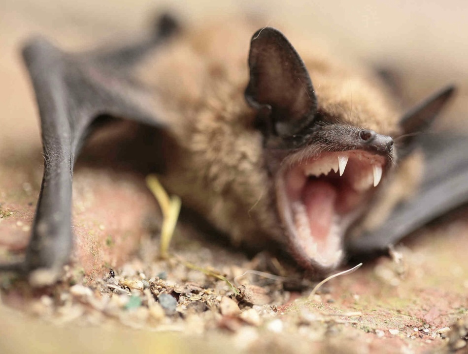Little brown bat resting on a rough timber surface