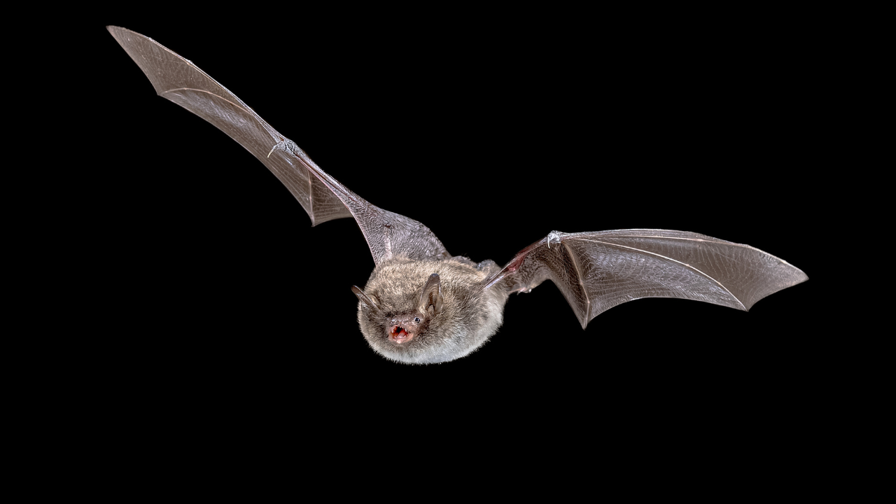 Little brown bats emerging at dusk from a soffit gap on an Alaska home