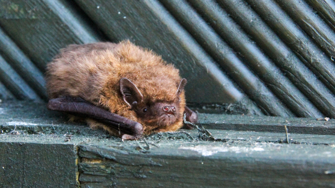 Bat clinging to exterior wood siding near a roofline