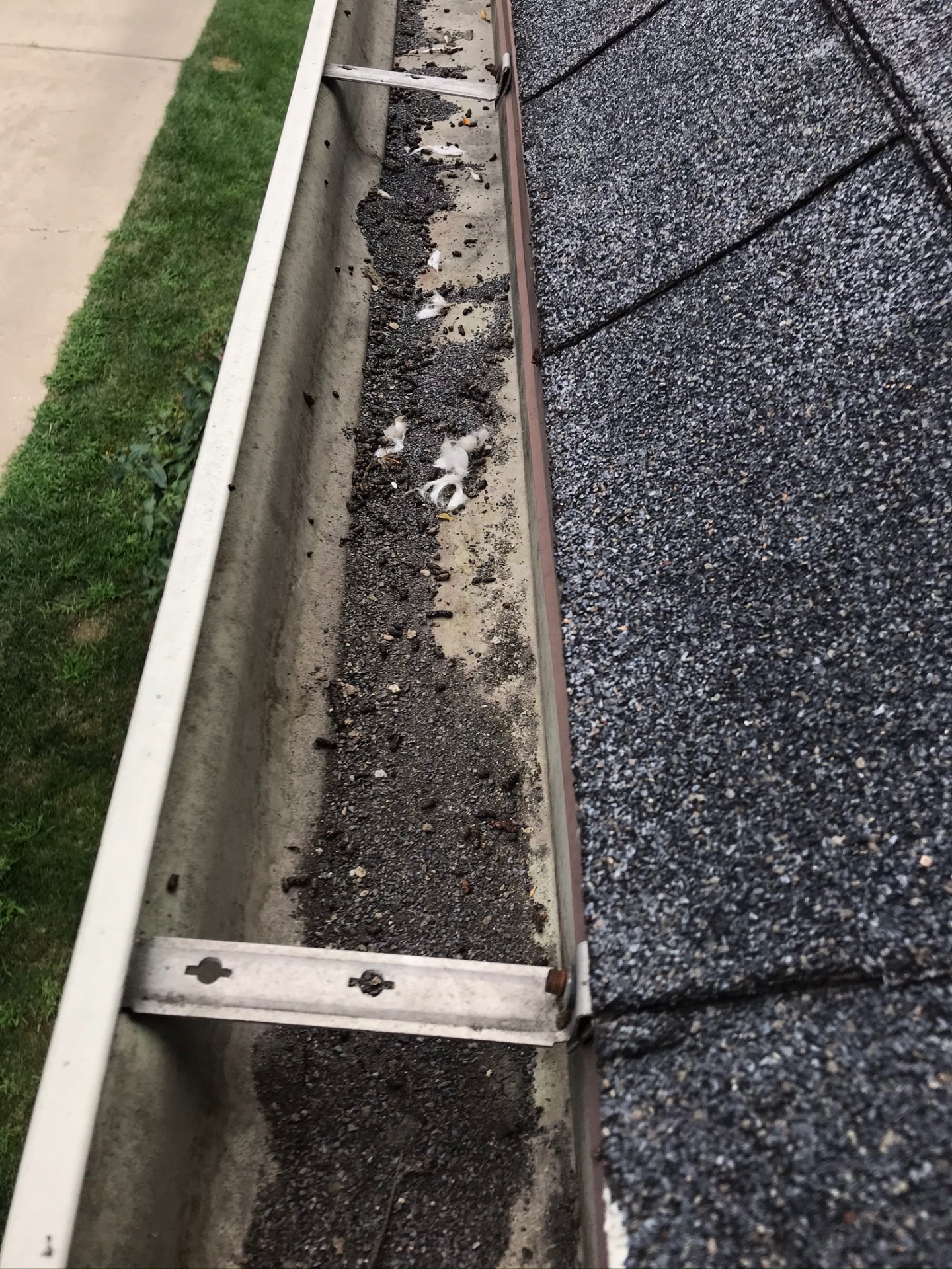 Bat droppings and debris accumulated in a roof gutter, an example of evidence found during a bat inspection