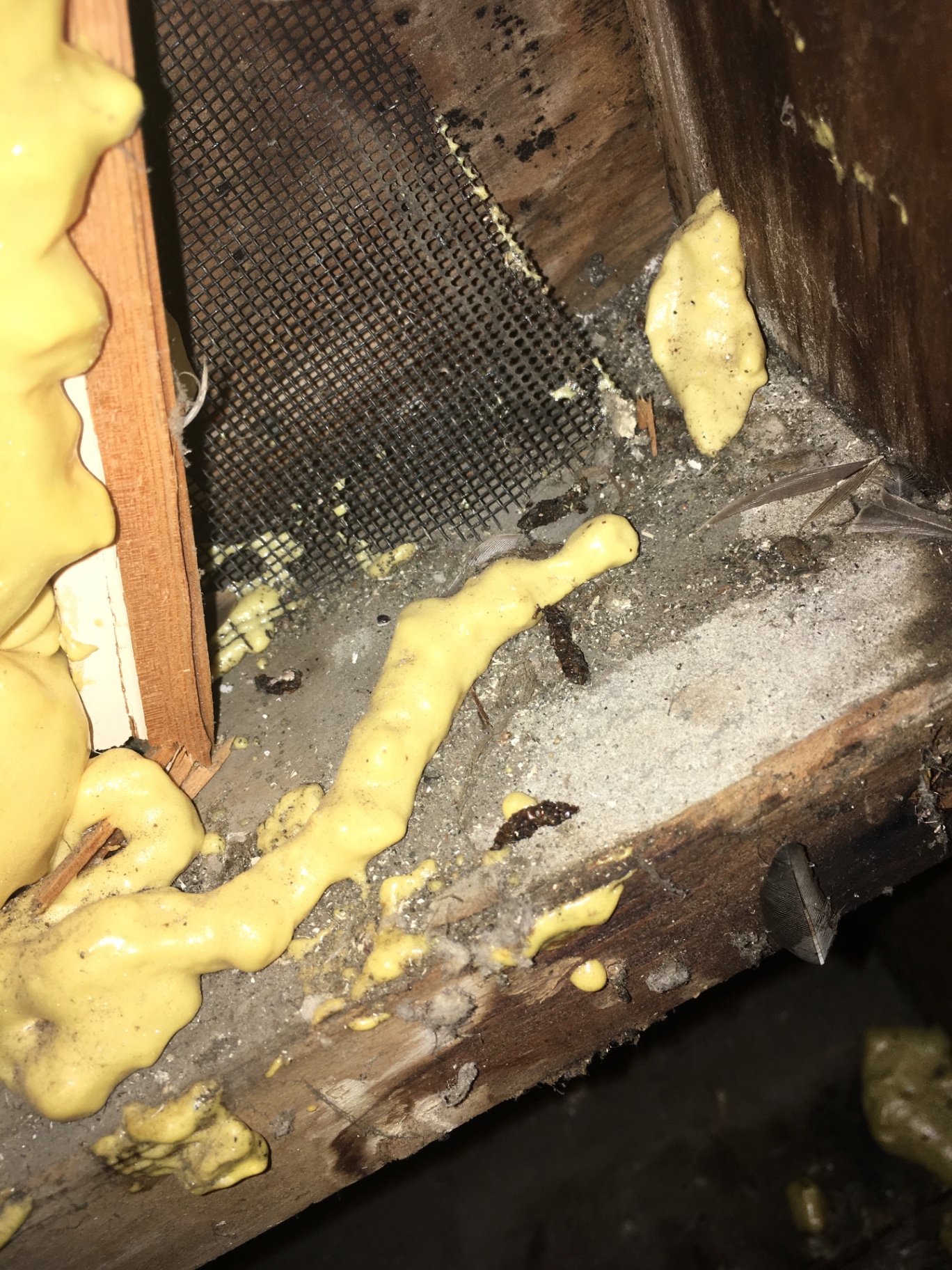 Attic vent sealed with foam and screen after a bat exclusion