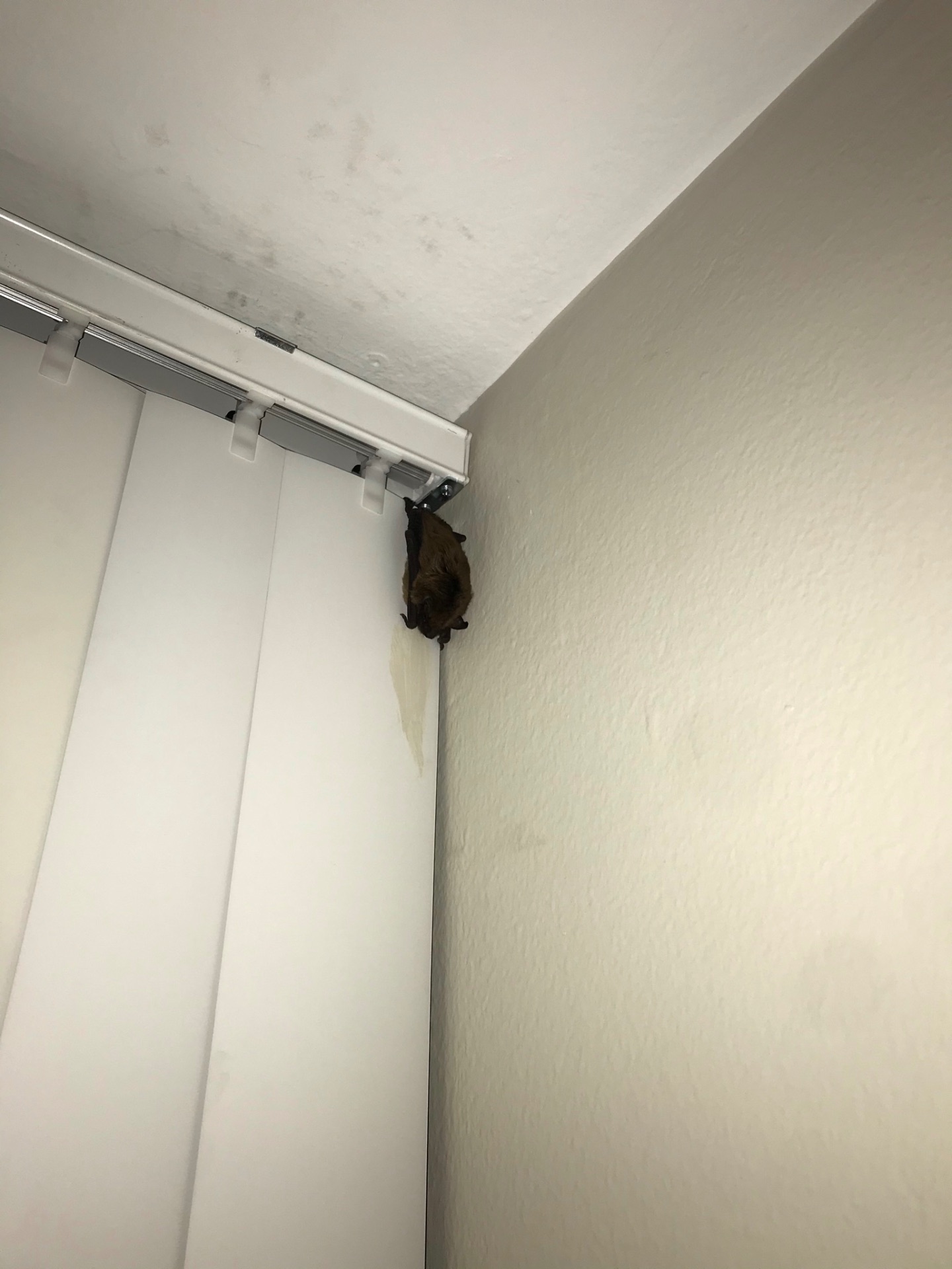 Bat hanging from a blind track in a living room corner
