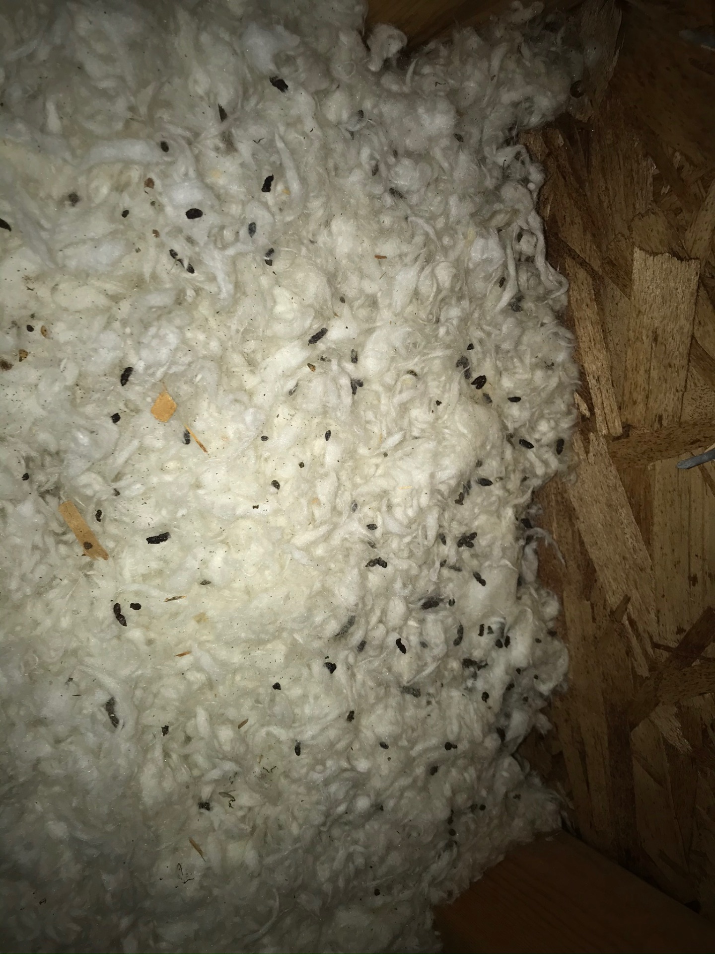 Bat droppings on insulation against exposed roof sheathing, an example of evidence found during a bat inspection