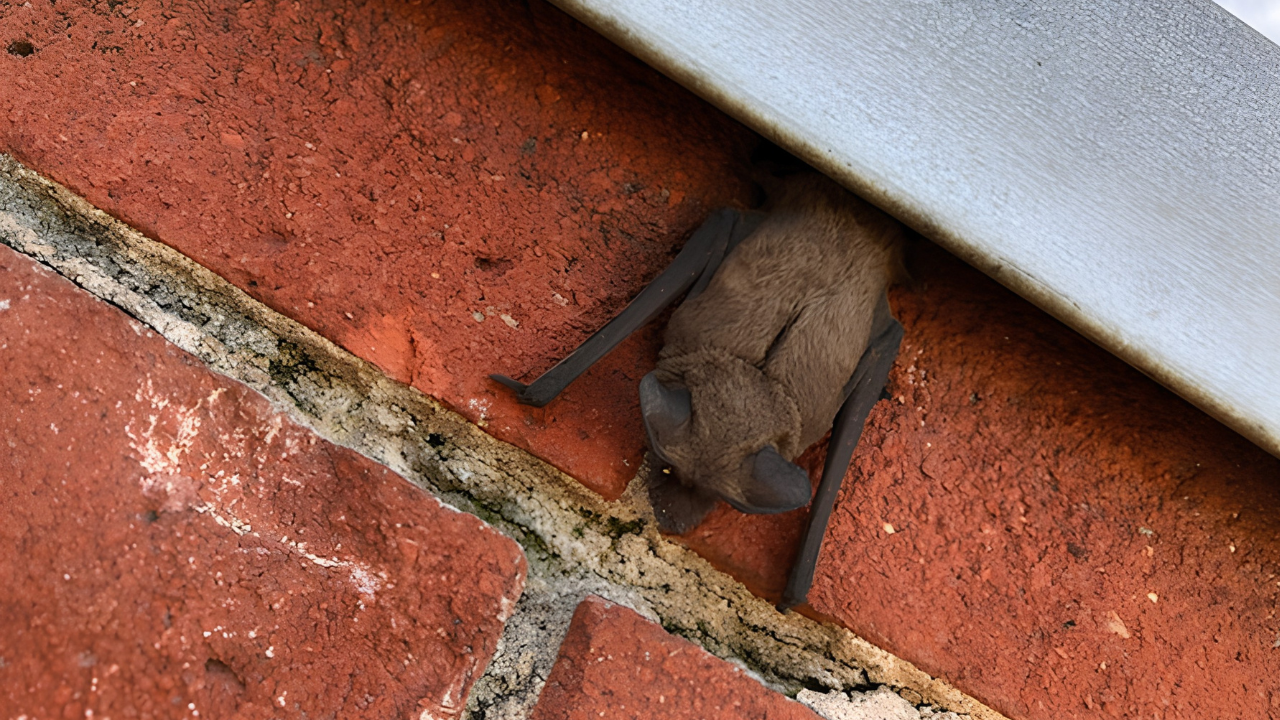 Bat Exclusion & Removal
