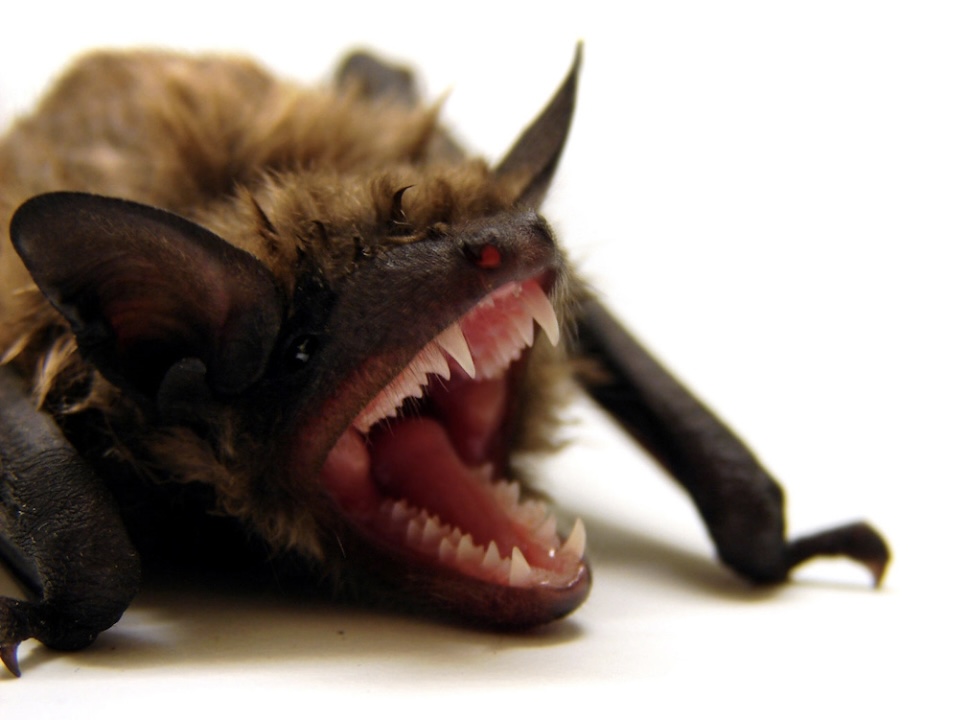 Close-up detail of a little brown bat's face