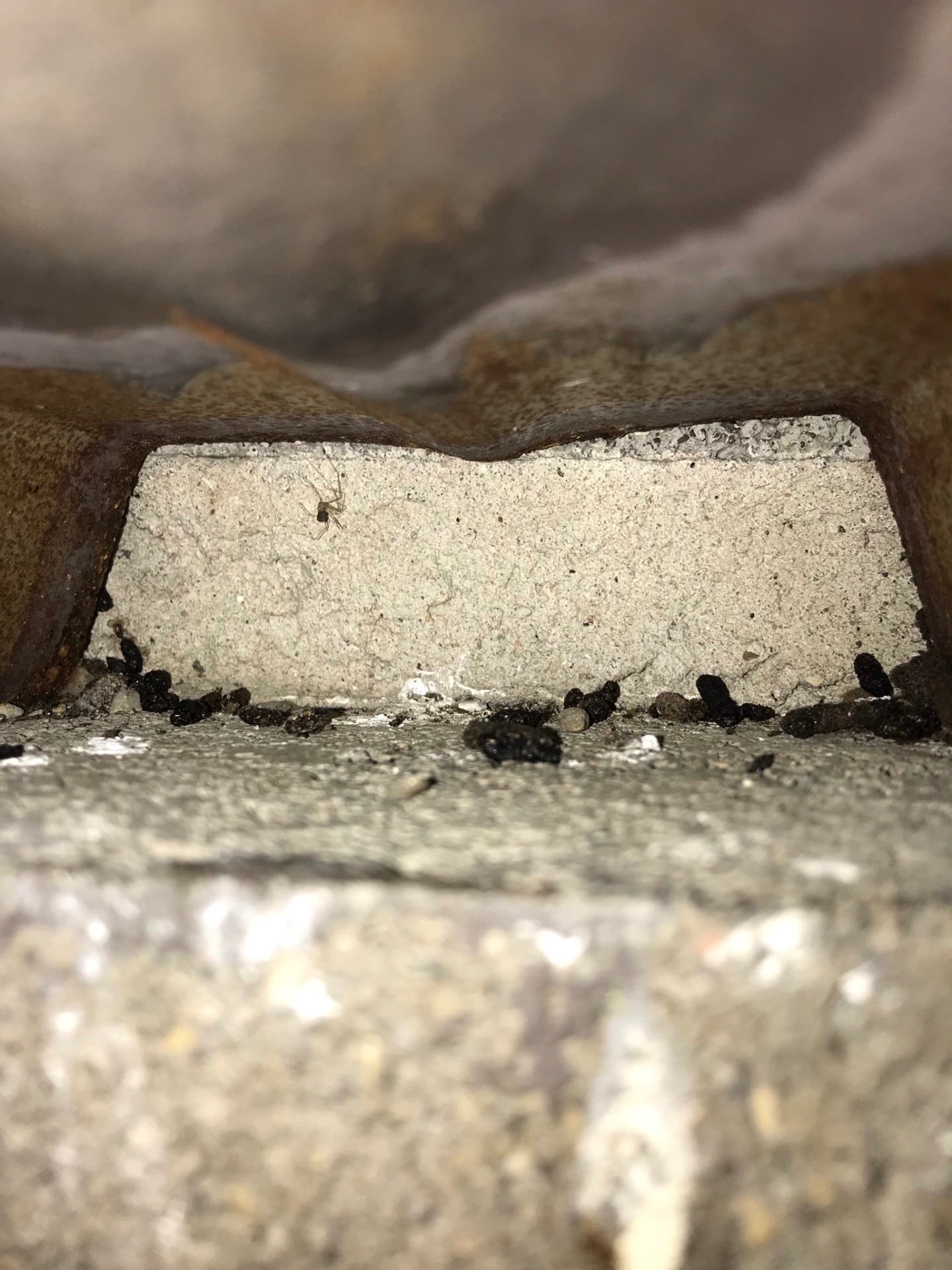 Bat droppings accumulated on a ledge below a roost, an example of evidence found during a bat inspection