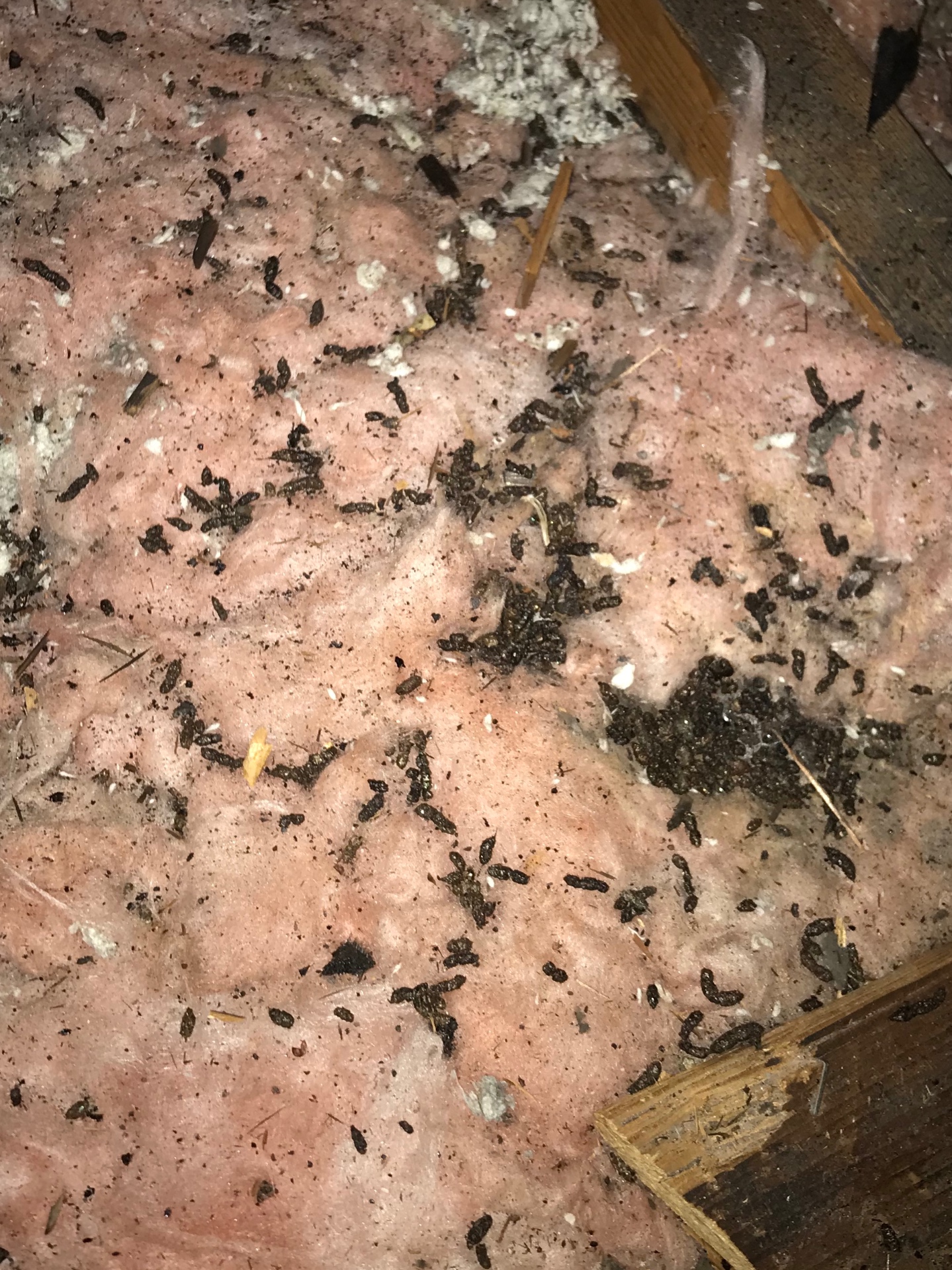 Heavy bat guano accumulation on pink fiberglass attic insulation