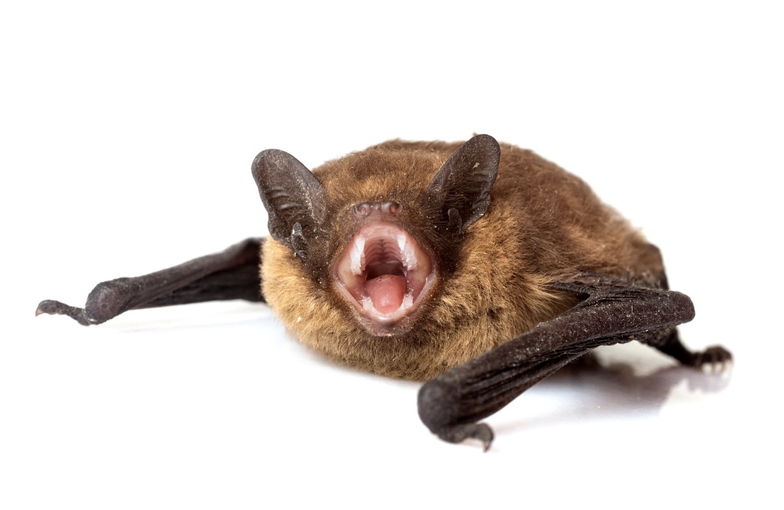 Close-up of a little brown bat
